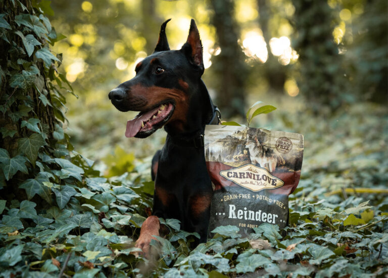 Jak dobrać odpowiedni rodzaj karmy do wieku i potrzeb psa?