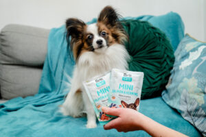 Kiedy warto sięgnąć po karmę mokrą dla psa?