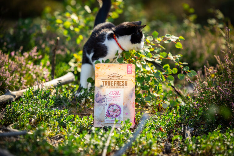 Dlaczego karma bezzbożowa dla kota jest dobrym wyborem?