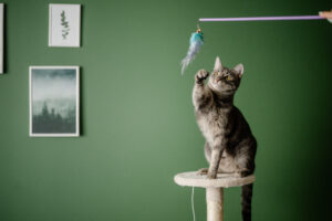 Zdrowe smaczki dla kota na nagrody i motywację podczas zabawy